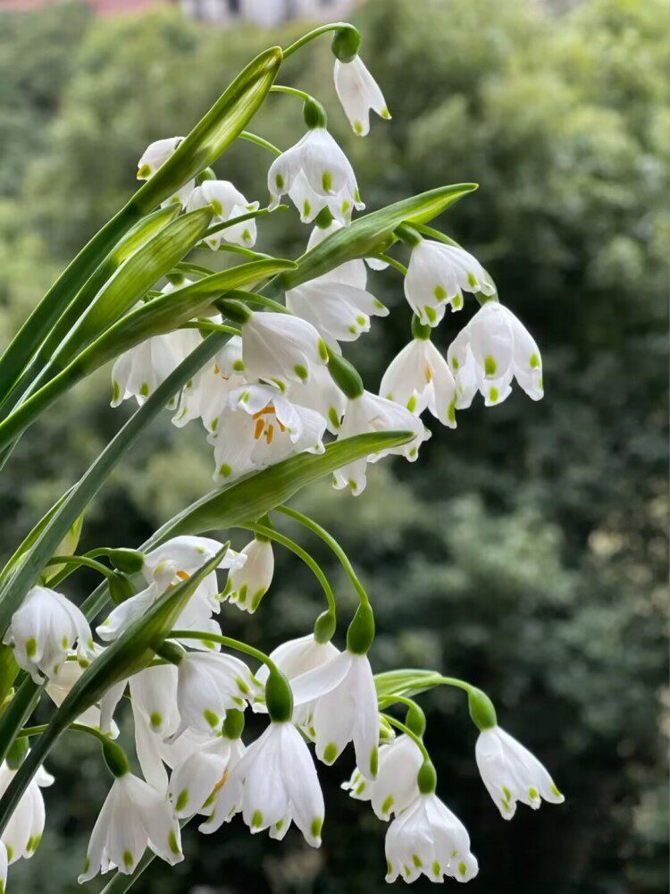 进口雪片莲盆栽苗带花苞庭院花园多年生观花植物耐寒好养花期久