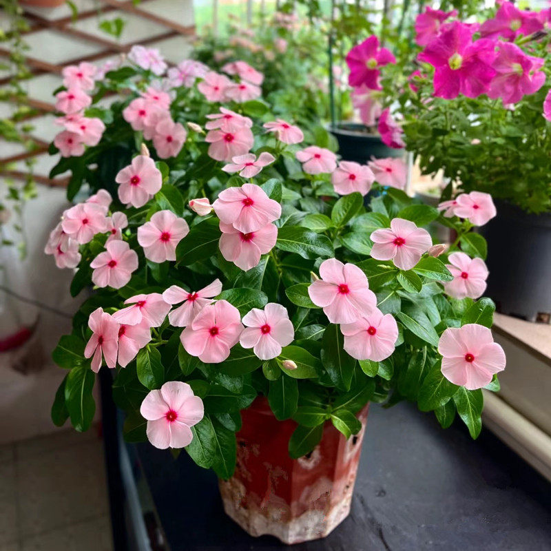 长春花盆栽紫荆花日日春 庭院阳台观花植物花期久易爆盆耐热好养