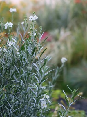 柳叶星河花庭院银色系观花植物