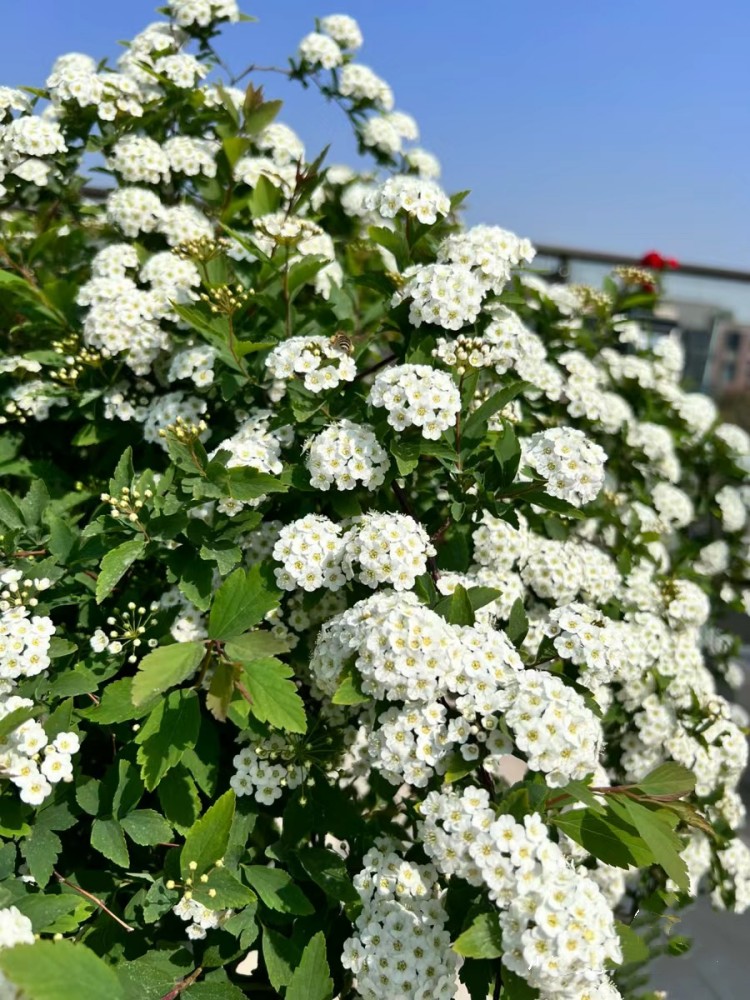 菱叶绣线菊庭院多年生灌木植物