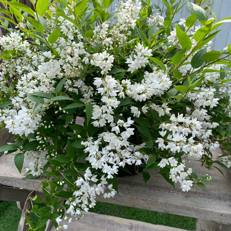 冰生溲疏大苗雪球花雪樱花 庭院阳台多年生灌木植物花量大包邮