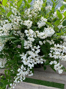冰生溲疏大苗庭院多年生植物