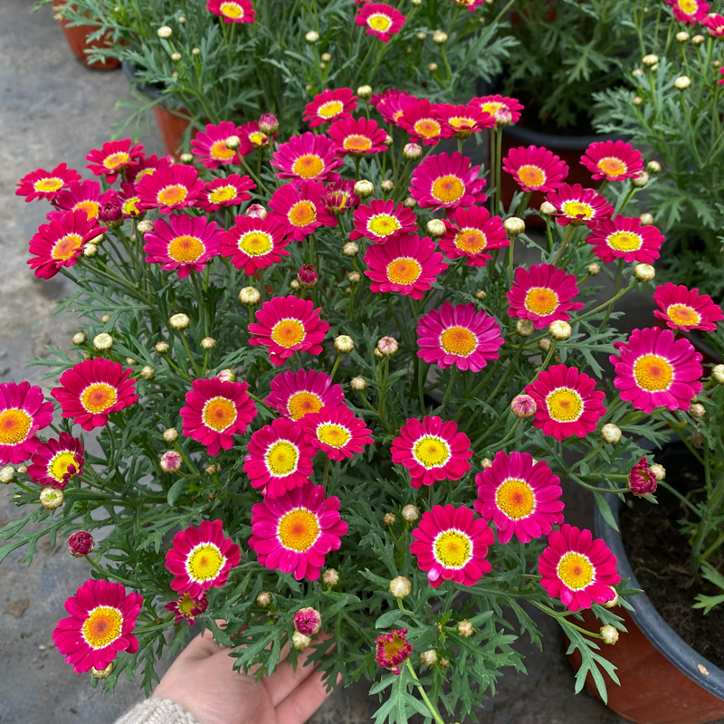 玛格丽特室外耐寒小雏菊包邮