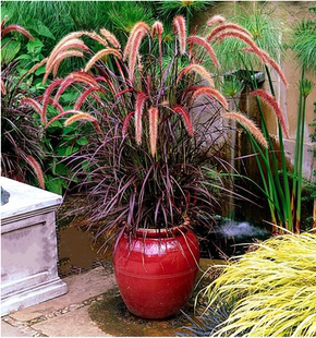 火焰狼尾草 室外观赏草庭院花镜种植叶色红艳 多年生宿根包邮