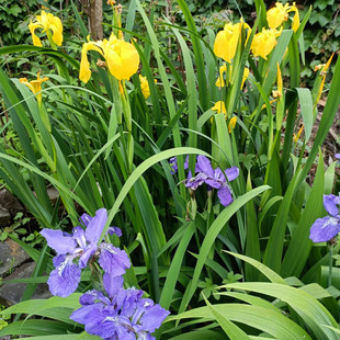 水生花卉菖蒲盆栽多年生常绿鸢尾鱼塘池塘水草 水生绿化植物苗
