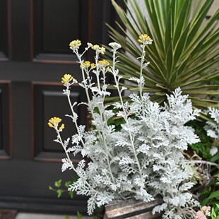 银叶菊盆栽秋冬庭院花园花镜种植银色系植物耐寒多年生观叶植物