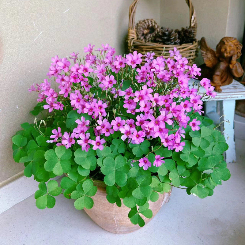 红花醡浆草盆栽苗庭院多年生地被花卉耐阴耐热易成活花期久包邮