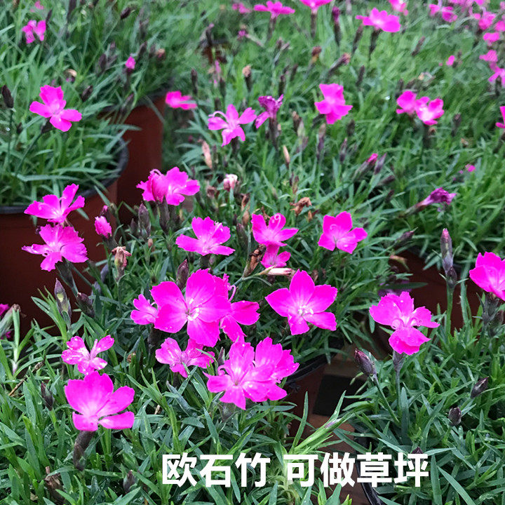 欧石竹 室外庭院花卉地被植物石竹会开花的草坪带花发货包邮