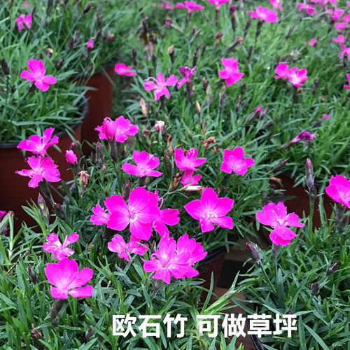 欧石竹会开花地被植物