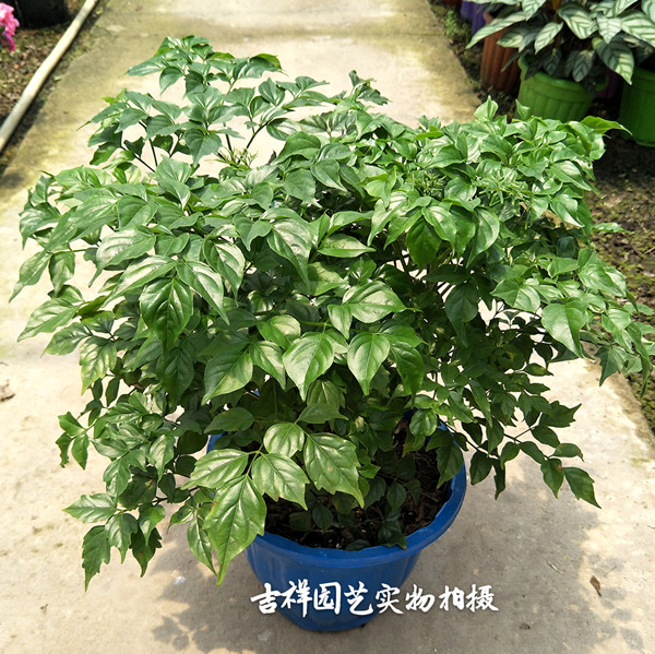 四季常绿绿植幸福树盆栽 幸福树小苗 办公室防辐射小盆栽2盆包邮
