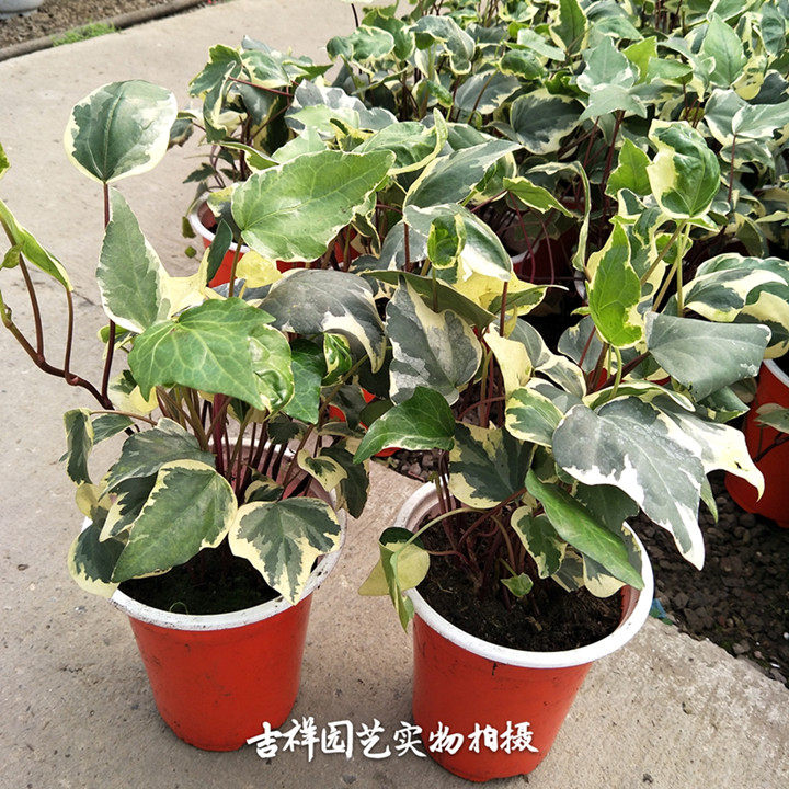 大叶金边常春藤 欧洲大花叶常春藤 大叶花叶蔓 可做盆景