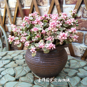 雅乐之舞盆栽 粉色老桩多肉植物多颗金枝玉叶状态很好 2盆免邮