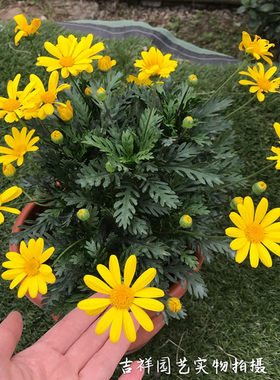 绿植玛格丽特冬季黄金菊2盆包邮