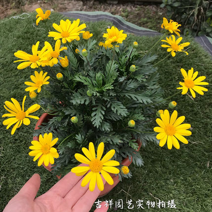 黄金菊盆栽 黄金玛格丽特大苗阳台庭院四季多年生花卉花期久包邮
