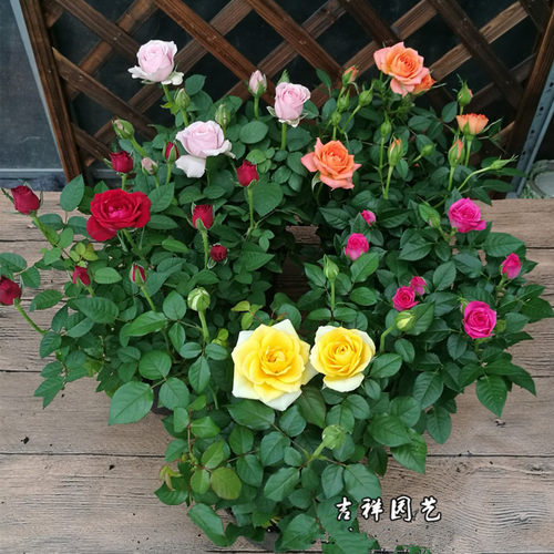 欧洲庭院微型玫瑰带花苞月季盆栽