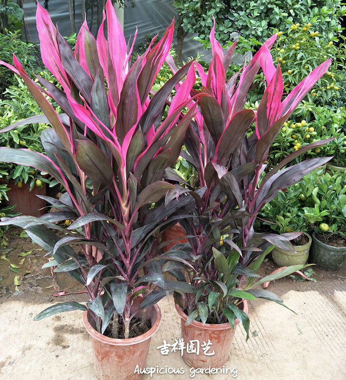 室内中大型盆栽绿植 朱蕉盆栽 红叶朱蕉 紫叶富贵竹带土发货