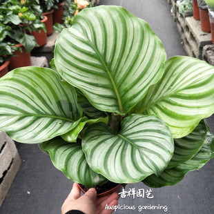 观赏佳品 室内观叶绿植苹果竹芋盆栽 青苹果竹芋叶子美