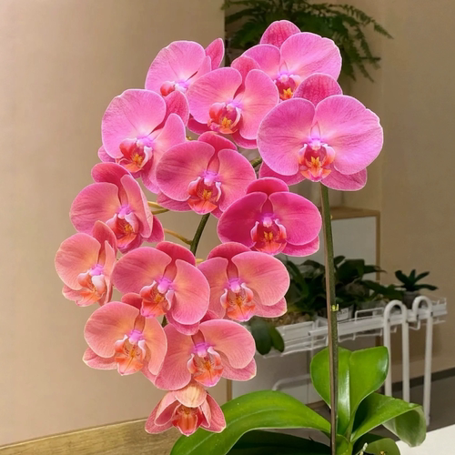 金砖蝴蝶兰花带花苞四季好养