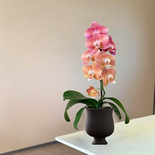 小鲑鱼蝴蝶兰高级兰花带花苞好养植物优雅盆栽复古橙色花卉渐变色