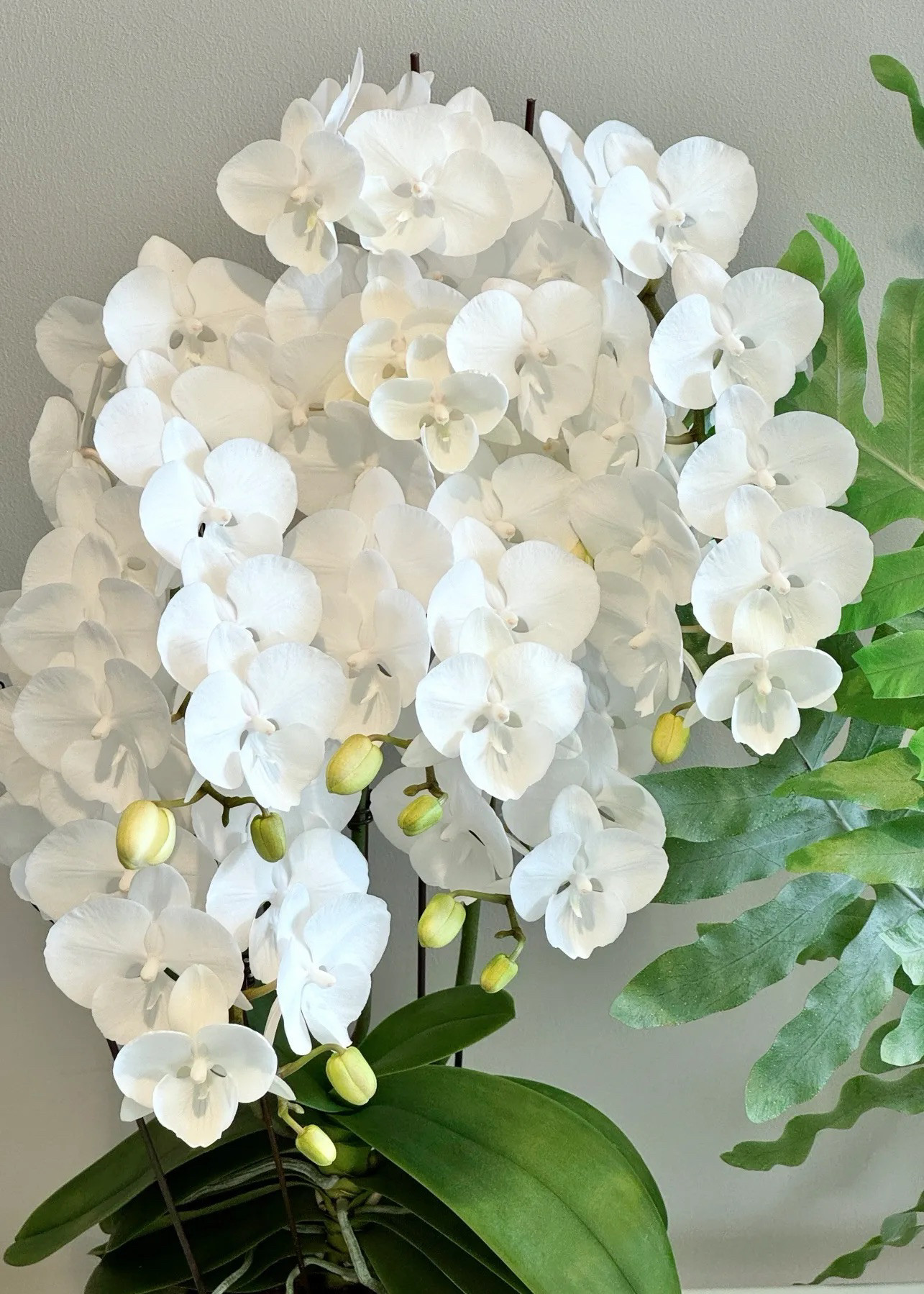 蝴蝶兰花苗白天鹅白花带花苞花剑客厅室内茶桌上植物花卉四季盆栽,鲜花速递/花卉仿真/绿植园艺,国兰/杂交兰/洋兰类,淘宝优惠券,粉丝福利购,淘宝优惠卷