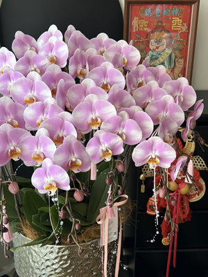 明星超大粉红蝴蝶兰带花苞花剑兰花全国四季好养盆栽客厅室内花卉