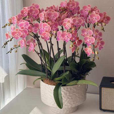 粉色蝴蝶兰盆栽带花苞10花