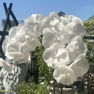 曼哈顿之心蝴蝶兰带花剑室内客厅桌面好养复花性好多花卉植物送礼