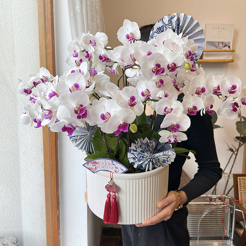 白色蝴蝶兰花苗带花苞四季好养活