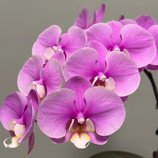 安娜花量王者超大花开花机器粉色蝴蝶兰花带花苞四季盆栽室内好养