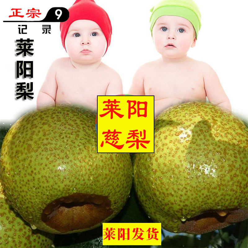 现发梨正宗莱阳梨慈梨