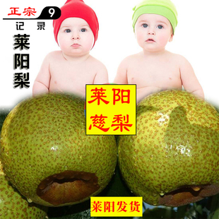 原产地直发山东莱阳特产正宗莱阳慈梨新鲜水果5斤泡沫箱非秋月梨