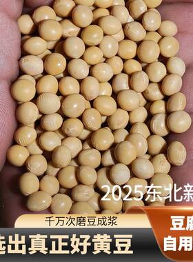 2025新黄豆打豆浆专用大豆粒农家自种非转基因东北本地豆子老品种
