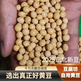 2025新黄豆打豆浆专用大豆粒农家自种非转基因东北本地豆子老品种