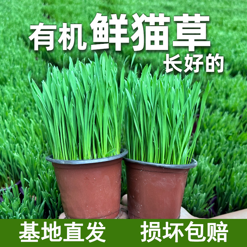 长好的猫草盆栽排毛化毛