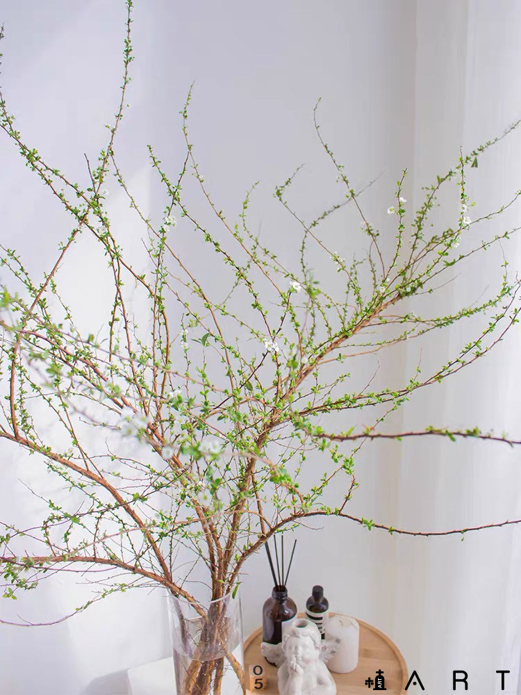 日本鲜花价格 日本鲜花图片 星期三