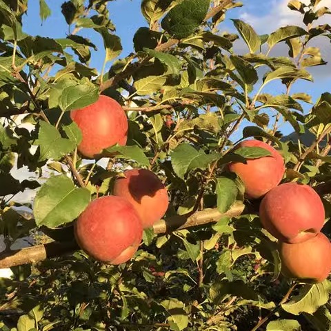 嘉绒阿斌70-85冰糖心脆甜香