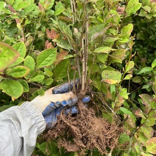 黄疸树苗三颗针树黄连黄根刺树苗盆栽庐山小檗药材苗2 年3年大苗