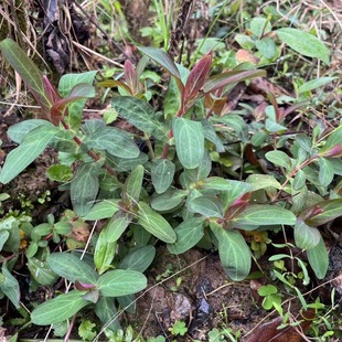 元宝草苗对月草种子哨子草对对草相思草现挖现发阳台盆栽中草药苗