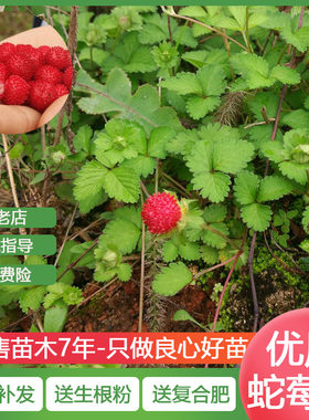 当年结果草莓覆盆子苗