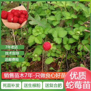 野蛇莓苗 蛇莓种子 蛇泡草药草苗当年结果草莓覆盆子苗蛇莓种子