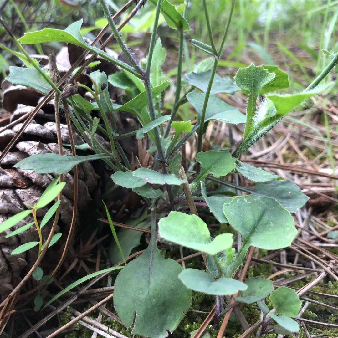 一点红羊蹄草叶下红野菜阳台盆栽