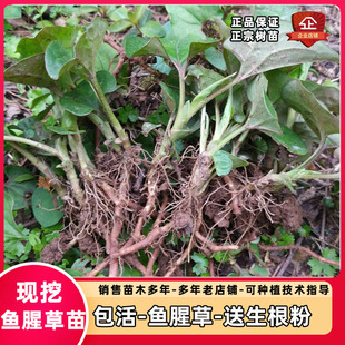 鱼腥草种苗 狗心草 折耳根 狗点耳苗 新鲜现挖盆栽药用食用凉茶苗
