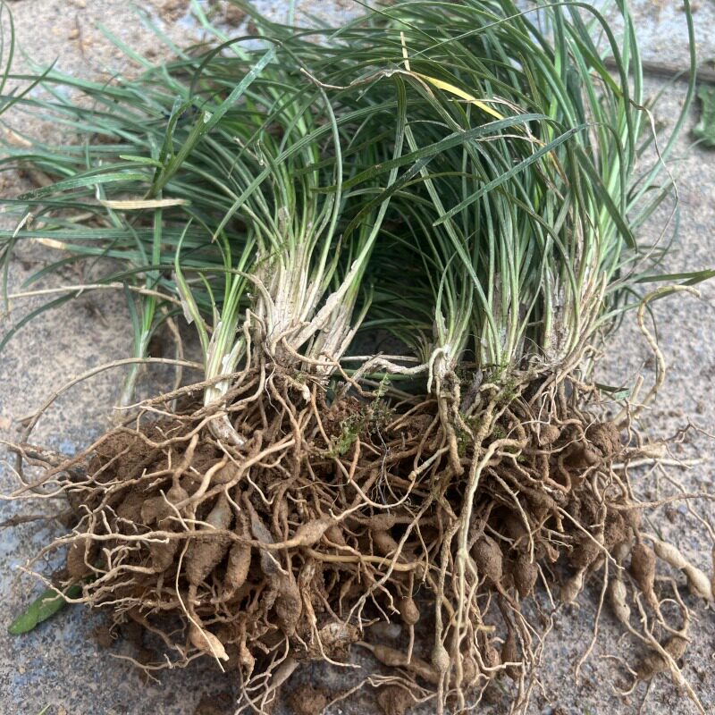 麦冬草苗药用观赏植物四季常青图片