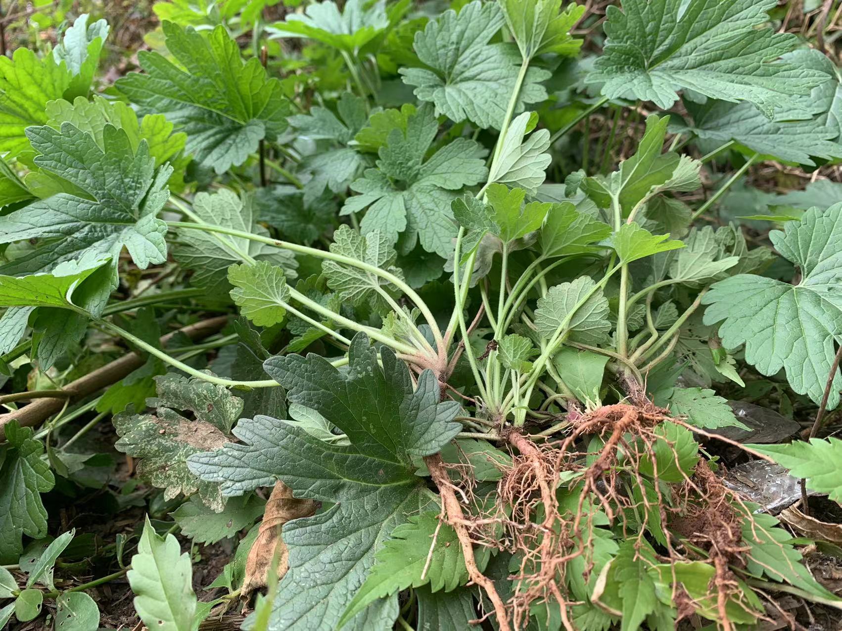 益母草苗种子阳台四季盆栽种植中草药野菜种苗红花艾云母草