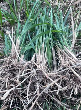 现挖白茅根苗茅针易成活繁殖快多年生盆栽阳台庭院草坪绿化地植物