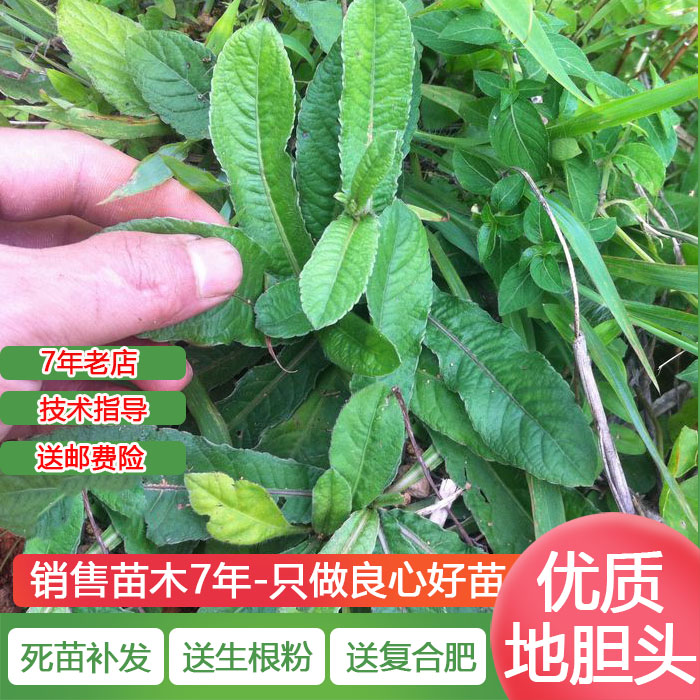 地胆头苗地胆草种子中草药材种子苗多年生天芥菜鸡疴粘盆栽