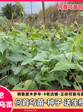 何首乌苗 何首乌中子 赤何首乌种苗 易成活  观赏爬藤植物苗盆栽