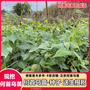 何首乌苗 何首乌中子 赤何首乌种苗 易成活  观赏爬藤植物苗盆栽