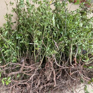 金樱子树苗常绿野果果苗泡酒中药材苗刺梨糖罐子金婴子大苗四季种