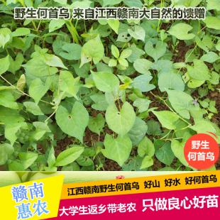 何首乌苗 赤何首乌种子养血滋阴观赏药用爬藤中草药种子